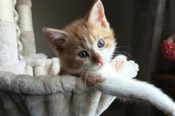 开云体育官网-马刺强势拿下勇士，马克西关键制胜，新星闪耀，传统豪门的智慧与勇气